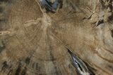 Petrified Wood (Schinoxylon) Slab - Blue Forest, Wyoming #141451-1